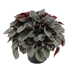 120mm Peperomia Sunrise Pbr - Peperomia