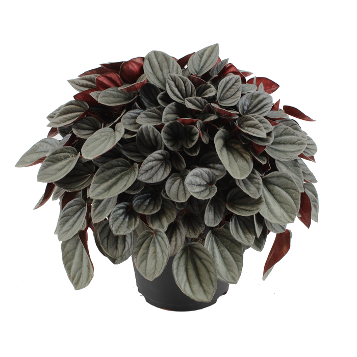 120mm Peperomia Sunrise Pbr - Peperomia