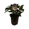 3.5L David Viburnum - Viburnum Davidii 'Angustifolium'
