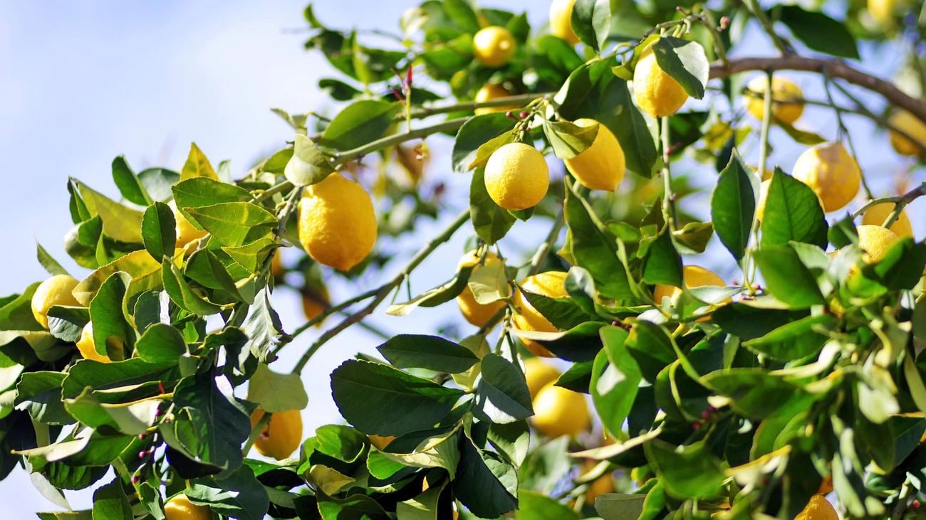 A large lemon tree with plenty of ripe lemons.