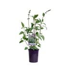 140mm Waverly - Salvia hybrid