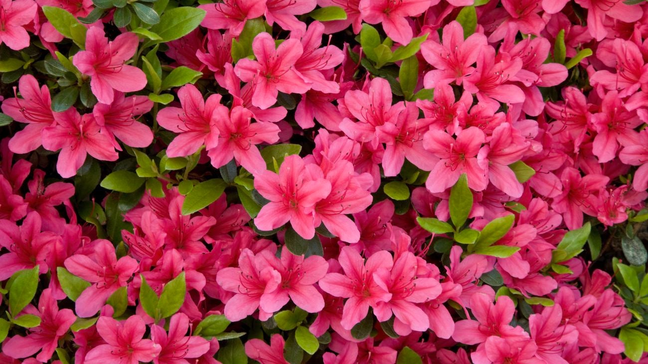 Green bush with hot pink azaleas