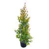 6L Eugenia Lilly Pilly - Eugenia ventanti