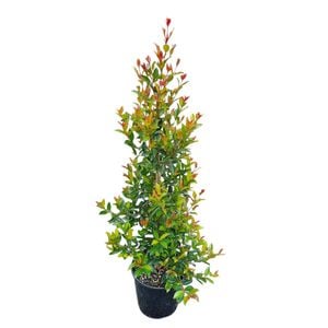 6L Eugenia Lilly Pilly - Eugenia ventanti