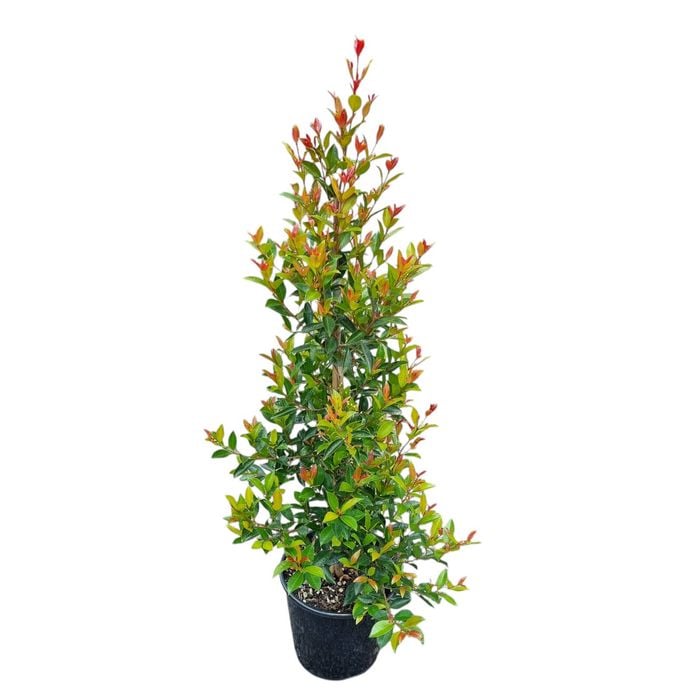6L Eugenia Lilly Pilly - Eugenia ventanti