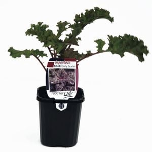 95mm Kale Curly Scarlet - Brassica oleracea - Super Foods
