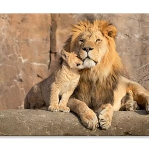 Male African Lion Is Cuddled  Print 100% Australian Made 75 x 50cm  (Stretched)