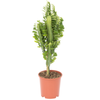 190mm Assorted Cactus