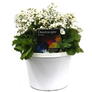 170mm Primula White - Primula malacoides
