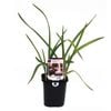 95mm Garlic Purple - Allium sativum - Super Foods