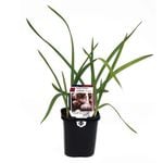 95mm Garlic Purple - Allium sativum - Super Foods