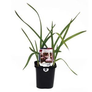 95mm Garlic Purple - Allium sativum - Super Foods