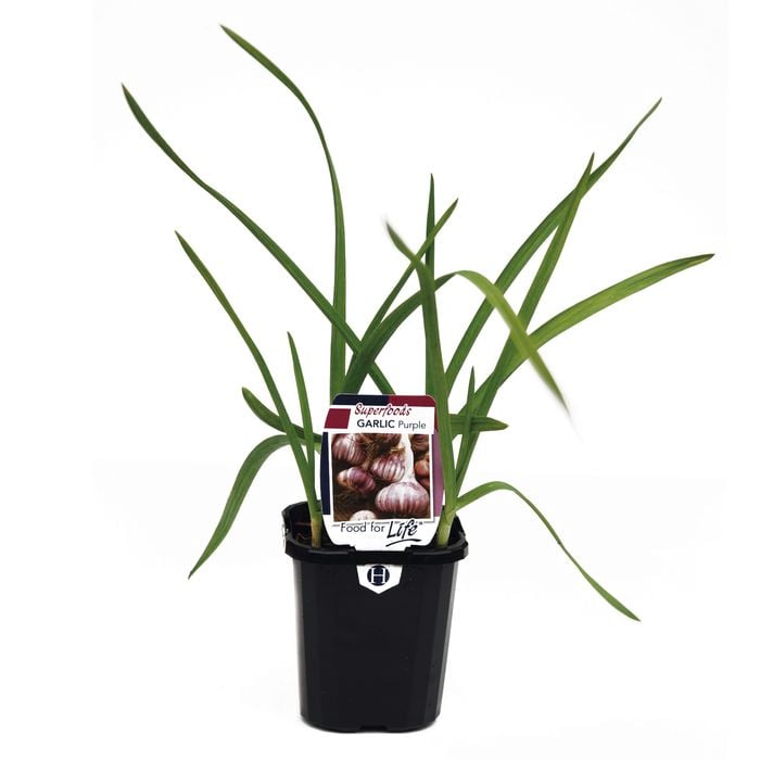 95mm Garlic Purple - Allium sativum - Super Foods