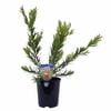 140mm Callistemon Captain Cook - Callistemon viminalis