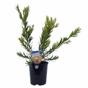 140mm Callistemon Captain Cook - Callistemon viminalis