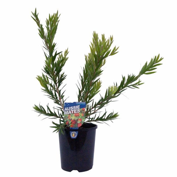 140mm Callistemon Captain Cook - Callistemon viminalis