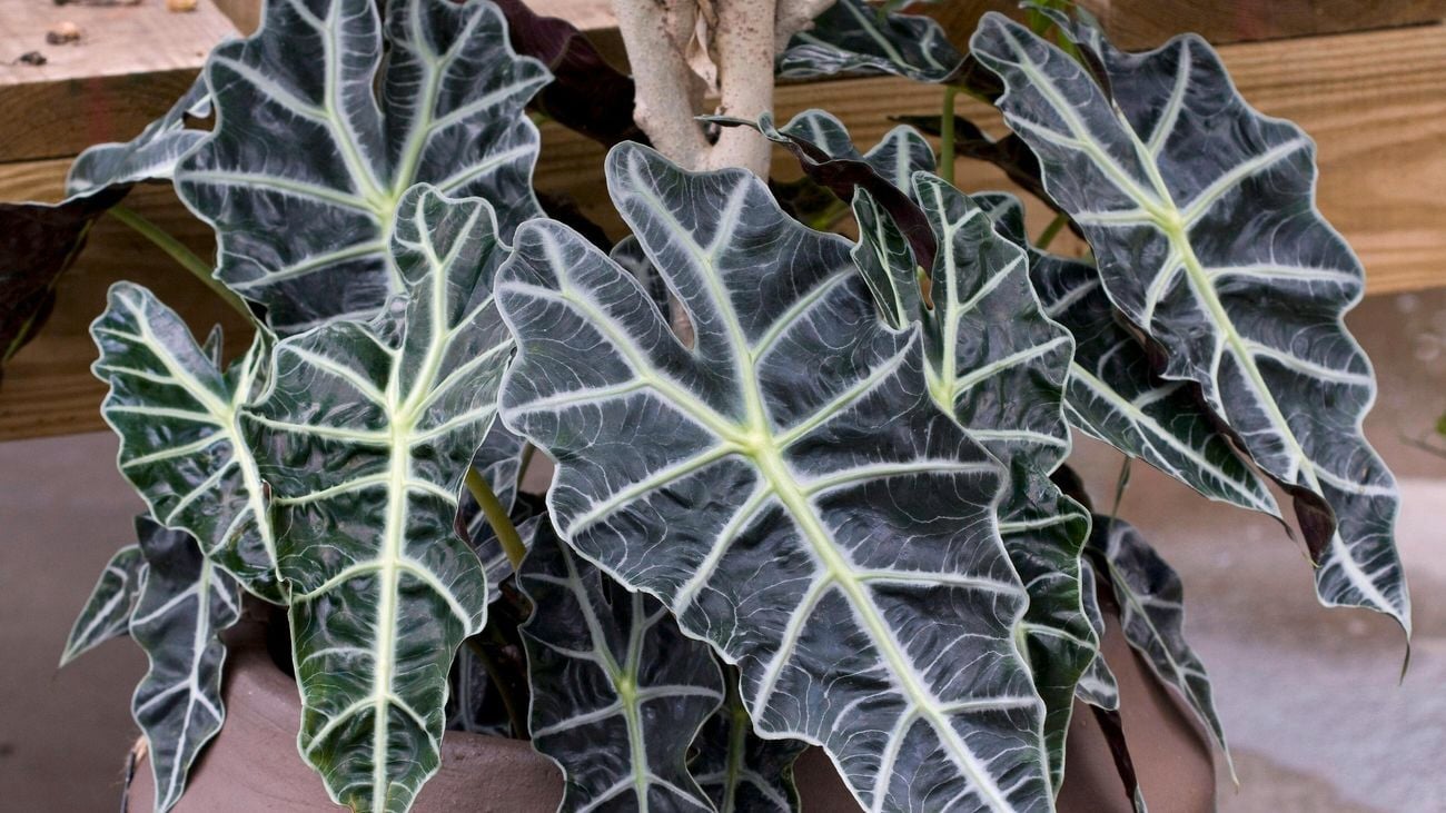 Close-up of a dark alocasia leaf
