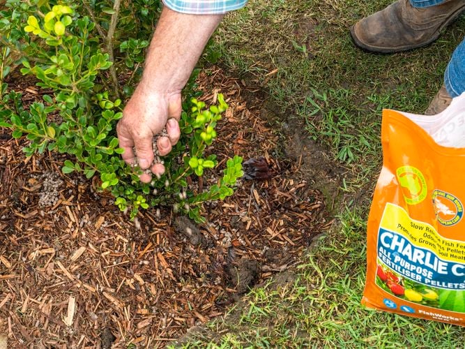 Charlie Carp All Purpose Pellets Shrubs 2962286
