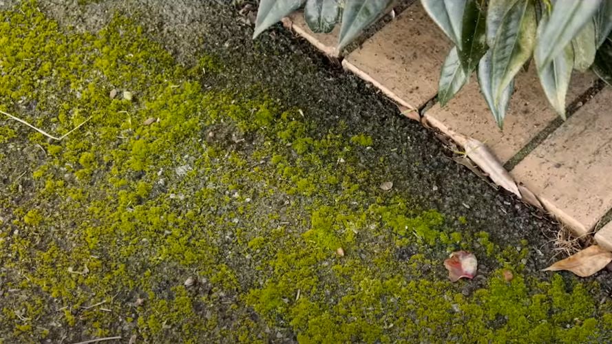Close up of path covered in moss with light-coloured brick border.