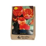 Yarra Valley Bulbs Tulup Ad Rem - 6 Pack