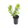 140mm Mardi Gras Petite - Leucospermum cuneiforme
