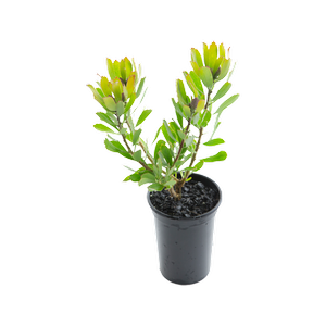 140mm Mardi Gras Petite - Leucospermum cuneiforme