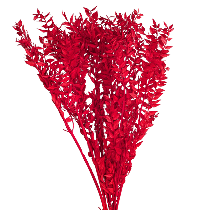Blooms of Joy 60cm Red Ruscus 10 Pack Preserved