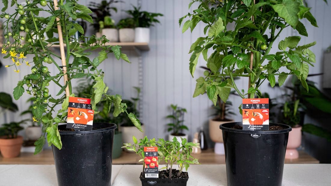 Tomato plants in pots with green tomatoes and yellow flowers blooming.