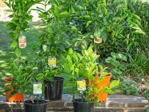 Various young citrus trees in pots
