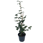 200mm Camellia Donna Hertz - Camellia japonica
