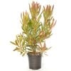 250mm Protea Pink Ice