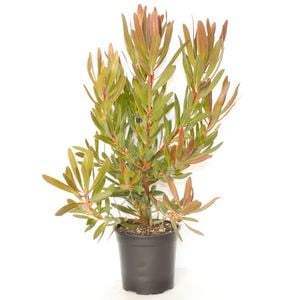 250mm Protea Pink Ice