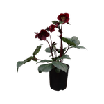 2.4L Helleborus Merlot - 'Ice 'n Roses Merlot'