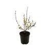 2.5L Forsythia Karl Sax - Forsythia intermedia