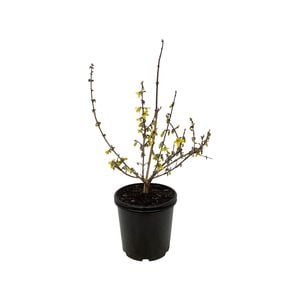 2.5L Forsythia Karl Sax - Forsythia intermedia