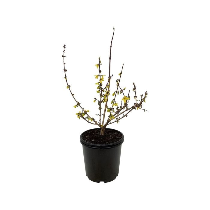 2.5L Forsythia Karl Sax - Forsythia intermedia