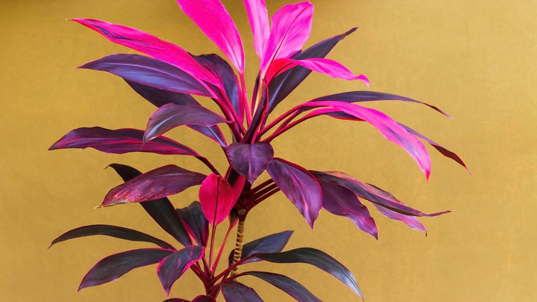 A pink and purple cordyline plant.