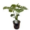 230mm Monstera Variegated - Monstera deliciosa Thai Constellation