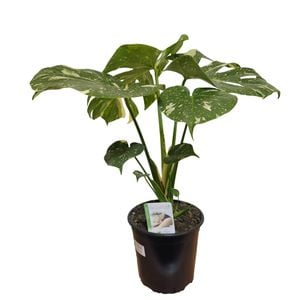 230mm Monstera Variegated - Monstera deliciosa Thai Constellation