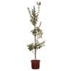 200mm Crepe Myrtle Sioux Bush - Lagerstroemia indica