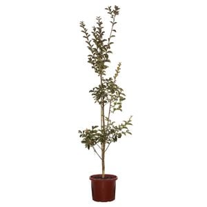 200mm Crepe Myrtle Sioux Bush - Lagerstroemia indica