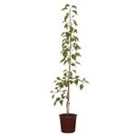 250mm Manchurian - Pyrus Ussuriensis
