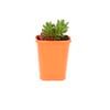 85mm Jelly Beans - Sedum rubrotinctum