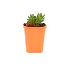 85mm Jelly Beans - Sedum rubrotinctum