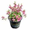 150mm Diascia Genta Ruby - Diascia hybrid