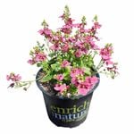 150mm Diascia Genta Ruby - Diascia hybrid