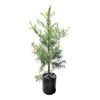 25L African Fern Pine - Podocarpus gracilior