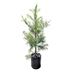 25L African Fern Pine - Podocarpus gracilior