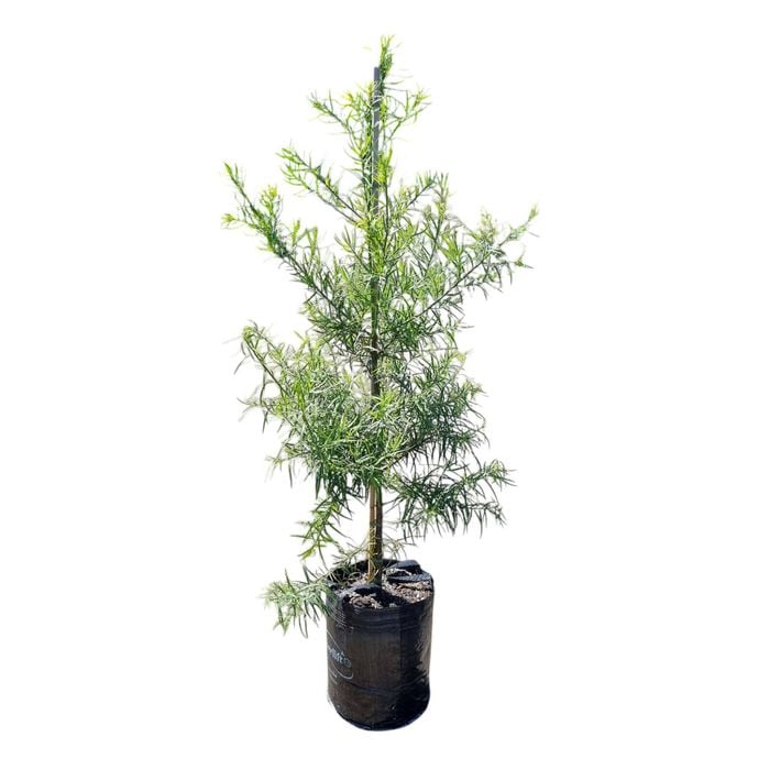 25L African Fern Pine - Podocarpus gracilior
