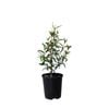140mm Correa Chefs Cap - Correa baeuerlenii
